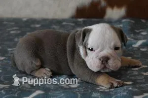 ALLEN AKC – English Bulldog puppy for sale in Marshfield, MO
