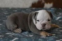 ALLEN AKC, a male English Bulldog for sale in Marshfield, MO – Photo 1 of 5