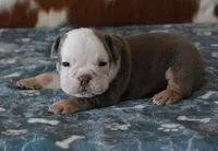 ALLEN AKC, a male English Bulldog for sale in Marshfield, MO – Photo 5 of 5