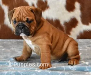 FRANKIE  – English Bulldog puppy for sale in Marshfield, MO