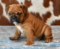 FRANKIE , a male English Bulldog for sale in Marshfield, MO – 1 of 4