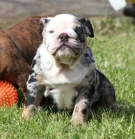 FANCY BLUE MERLE, a female English Bulldog for sale in Marshfield, MO – 3 of 6