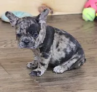 IRA BLUE MERLE, a male French Bulldog for sale in Marshfield, MO – 3 of 5
