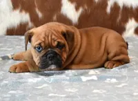 FRANKIE , a male English Bulldog for sale in Marshfield, MO – 2 of 4
