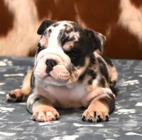 THOR - BLUE MERLE AKC, a male English Bulldog for sale in Marshfield, MO – 3 of 4