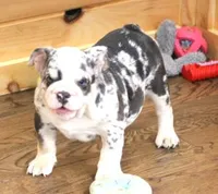 TINA - BLUE MERLE, a female English Bulldog for sale in Marshfield, MO – 2 of 6