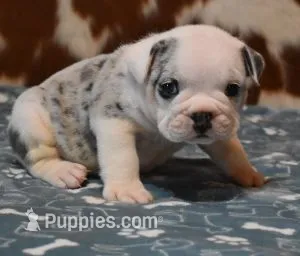 TUFFTY - BLUE MERLE AKC – English Bulldog puppy for sale in Marshfield, MO
