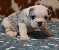 TUFFTY - BLUE MERLE AKC, a male English Bulldog for sale in Marshfield, MO – 1 of 4