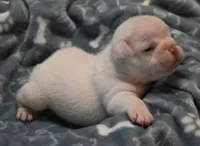 TANK - WHITE, a male English Bulldog for sale in Marshfield, MO – 3 of 3