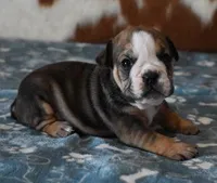 ALEX AKC, a male English Bulldog for sale in Marshfield, MO – Photo 3 of 5