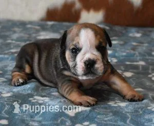 ALEX AKC – English Bulldog puppy for sale in Marshfield, MO