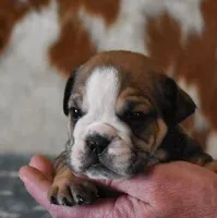 ALEX AKC, a male English Bulldog for sale in Marshfield, MO – Photo 4 of 5