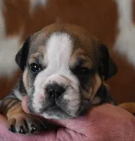 ALEX AKC, a male English Bulldog for sale in Marshfield, MO – Photo 5 of 5
