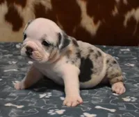 TUFFTY - BLUE MERLE AKC, a male English Bulldog for sale in Marshfield, MO – 2 of 4