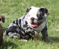 FANCY BLUE MERLE, a female English Bulldog for sale in Marshfield, MO – 2 of 6