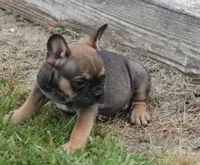 EVAN , a male French Bulldog for sale in Marshfield, MO – 6 of 6
