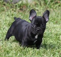 IVY, a female French Bulldog for sale in Marshfield, MO – 2 of 5