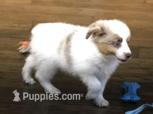 TOBY RED MERLE – Toy Australian Shepherd puppy for sale in Marshfield, MO