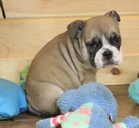 GABE RED & WHITE, a male English Bulldog for sale in Marshfield, MO – 2 of 6
