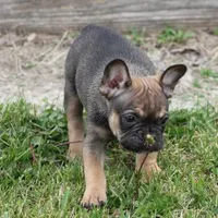 EVAN , a male French Bulldog for sale in Marshfield, MO – 3 of 6