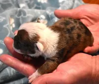 FLASH - RED MERLE, a male English Bulldog for sale in Marshfield, MO – 3 of 4