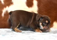 TANK - CHOCOLATE & TAN, a male English Bulldog for sale in Marshfield, MO – 3 of 5
