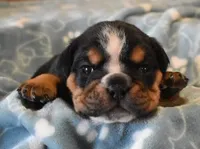 processed/28f3fc20-e8f6-4bd3-ab34-3724b1a5bec2/listing/15dc81a1-9694-4498-82c4-97830c692862/d19a77bb-558c-4089-ab8a-00a7b7d37120