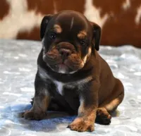TANK - CHOCOLATE & TAN, a male English Bulldog for sale in Marshfield, MO – 2 of 5