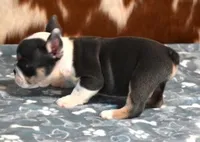 TURBO - BLUE TRI, a male English Bulldog for sale in Marshfield, MO – 4 of 4