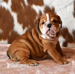 FANCY RED & WHITE – English Bulldog puppy for sale in Marshfield, MO