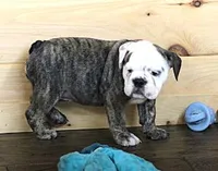 GRETA BRINDLE, a female English Bulldog for sale in Marshfield, MO – 5 of 6