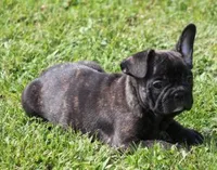 IRA , a male French Bulldog for sale in Marshfield, MO – 3 of 5