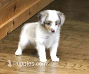 TRENT RED MERLE – Toy Australian Shepherd puppy for sale in Marshfield, MO
