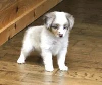 TRENT RED MERLE, a male Toy Australian Shepherd for sale in Marshfield, MO – 1 of 4