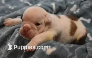 THOR CHOCOLATE & WHITE – English Bulldog puppy for sale in Marshfield, MO