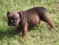 FIFI CHOCOLATE BRINDLE, a female English Bulldog for sale in Marshfield, MO – Photo 5 of 6