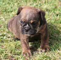FIFI CHOCOLATE BRINDLE, a female English Bulldog for sale in Marshfield, MO – Photo 3 of 6
