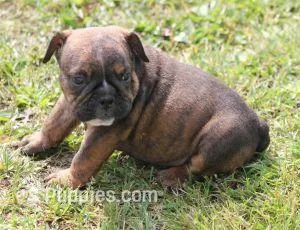 FIFI CHOCOLATE BRINDLE – English Bulldog puppy for sale in Marshfield, MO