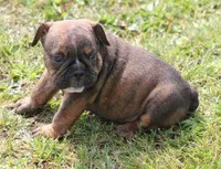FIFI CHOCOLATE BRINDLE, a female English Bulldog for sale in Marshfield, MO – Photo 1 of 6