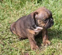 FIFI CHOCOLATE BRINDLE, a female English Bulldog for sale in Marshfield, MO – Photo 4 of 6