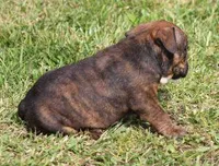 FIFI CHOCOLATE BRINDLE, a female English Bulldog for sale in Marshfield, MO – Photo 2 of 6
