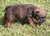 FIFI CHOCOLATE BRINDLE, a female English Bulldog for sale in Marshfield, MO – Photo 6 of 6