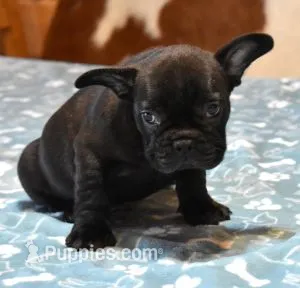 CARTER  – French Bulldog puppy for sale in Marshfield, MO