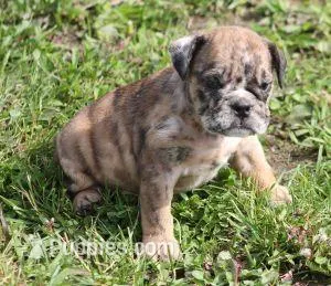 FANNY CHOCOLATE MERLE – English Bulldog puppy for sale in Marshfield, MO