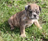 FANNY CHOCOLATE MERLE, a female English Bulldog for sale in Marshfield, MO – Photo 1 of 6