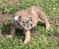 FANNY CHOCOLATE MERLE, a female English Bulldog for sale in Marshfield, MO – Photo 5 of 6