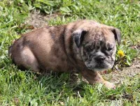 FANNY CHOCOLATE MERLE, a female English Bulldog for sale in Marshfield, MO – Photo 2 of 6