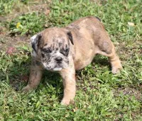 FANNY CHOCOLATE MERLE, a female English Bulldog for sale in Marshfield, MO – Photo 4 of 6