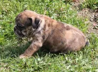 FANNY CHOCOLATE MERLE, a female English Bulldog for sale in Marshfield, MO – Photo 6 of 6