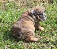 FANNY CHOCOLATE MERLE, a female English Bulldog for sale in Marshfield, MO – Photo 3 of 6
